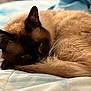 cat, siamese_cat, sleeping, curled_up, bed, fur, tail, indoor, pet, animal, close_up, resting, cozy, soft, whiskers, ears, feline, cute, domestic_animal, relaxing
