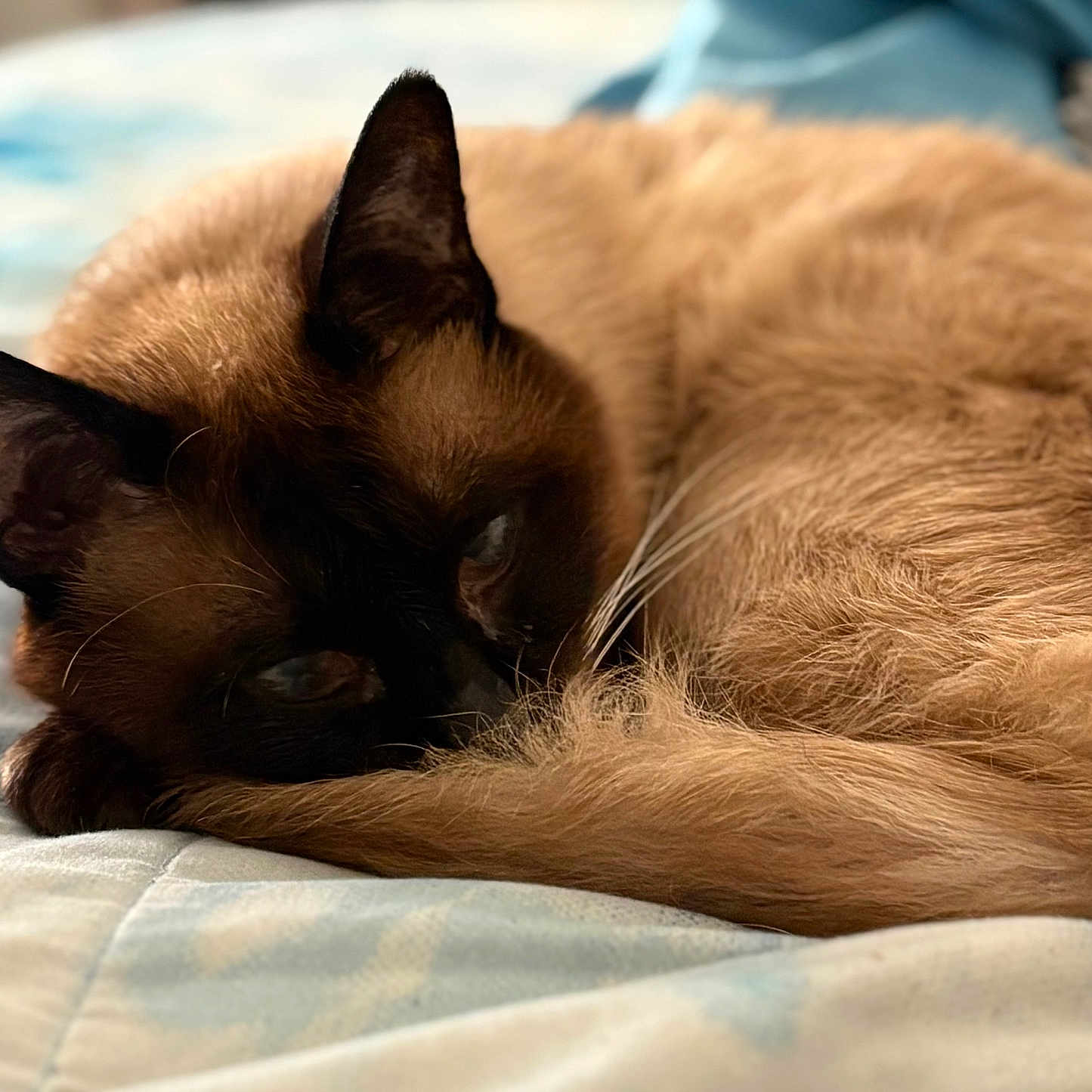 Borr is registered to the contest to win money with this photo: animal, bed, cat, close_up, cozy, curled_up, cute, domestic_animal, ears, feline, fur, indoor, pet, relaxing, resting, siamese_cat, sleeping, soft, tail, whiskers