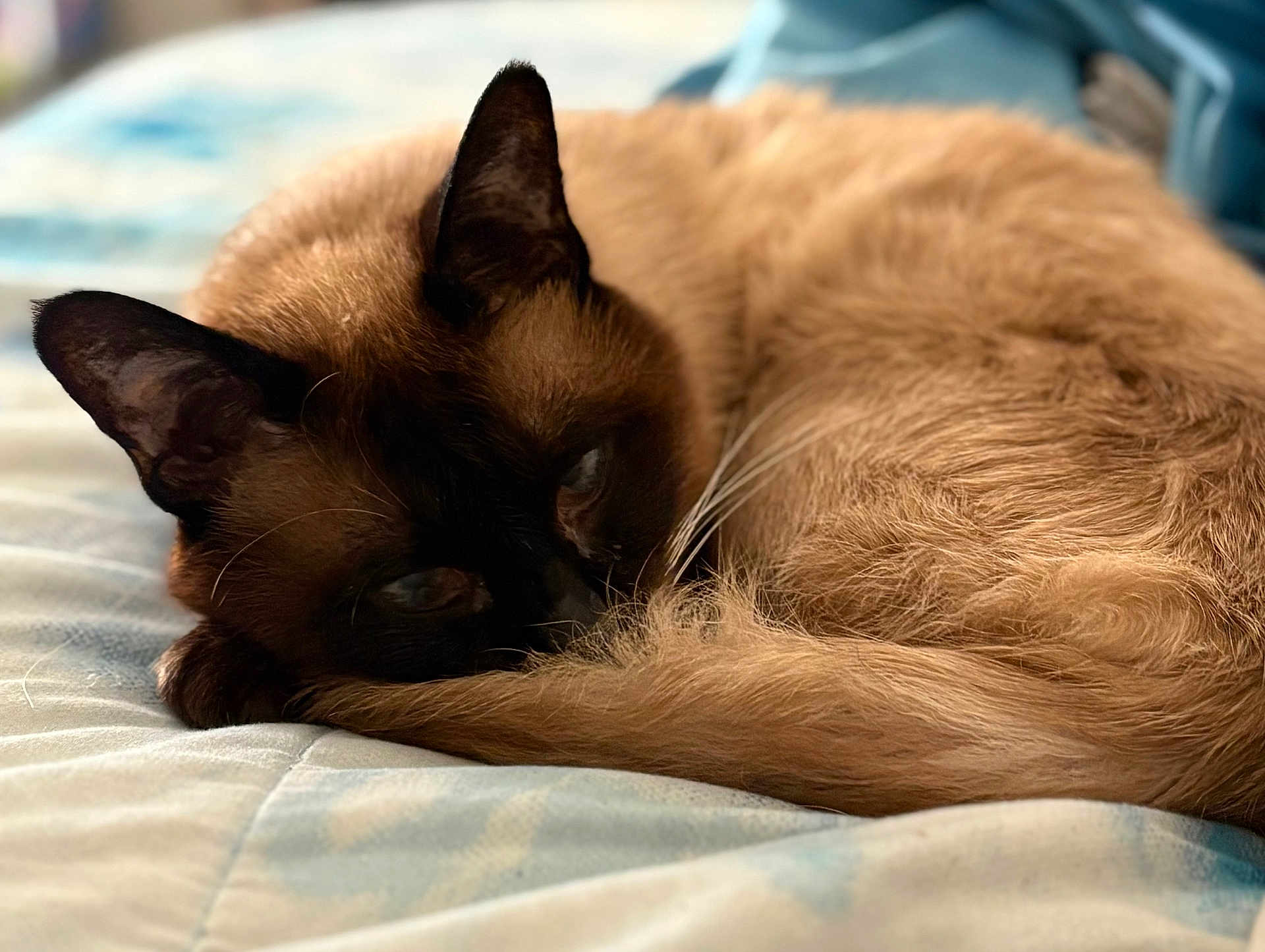 Borr is registered to the contest to win money with this photo: cat, siamese_cat, sleeping, curled_up, bed, fur, tail, indoor, pet, animal, close_up, resting, cozy, soft, whiskers, ears, feline, cute, domestic_animal, relaxing