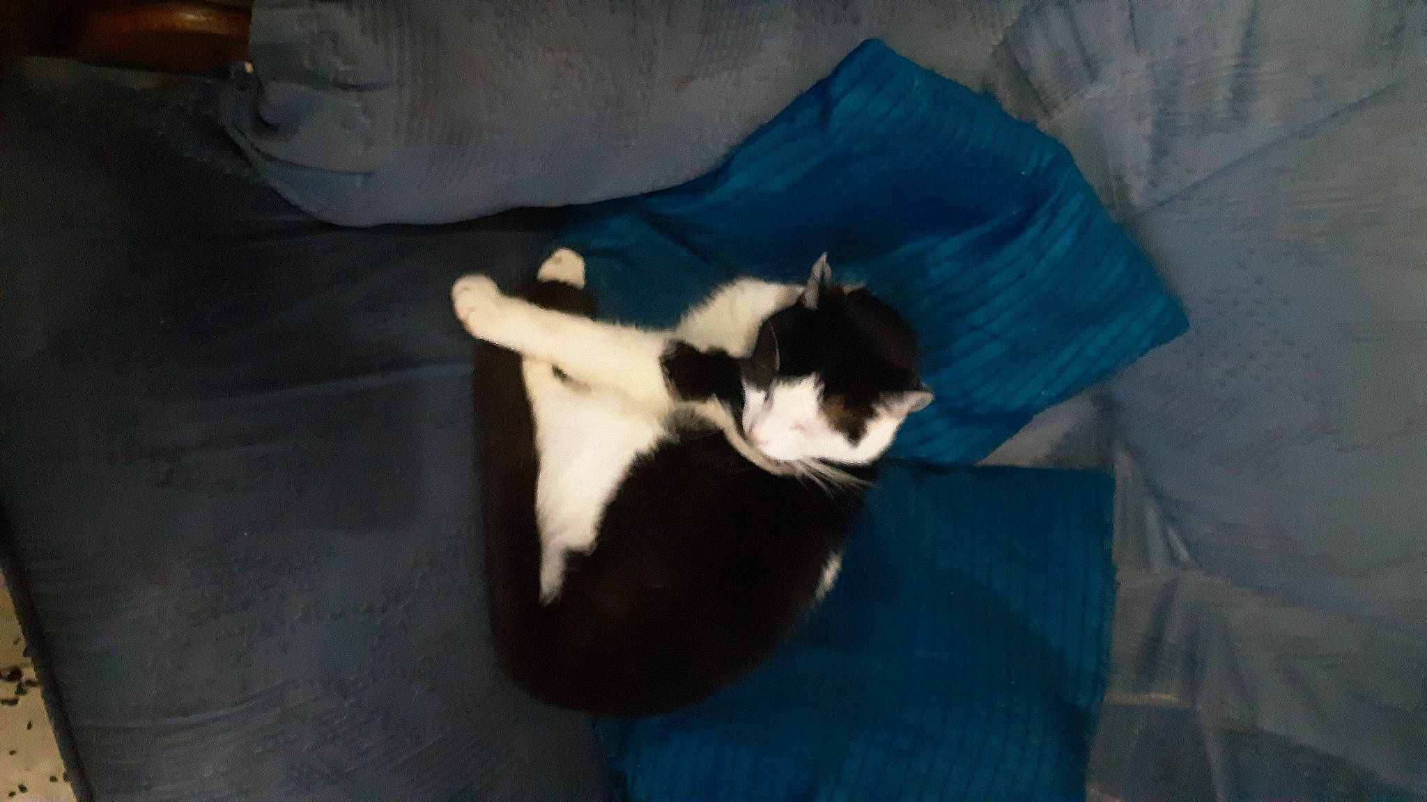 Romeo participe au concours pour gagner de l'argent avec cette photo : boston_terrier, canidae, carnivore, cat, dog, dog_breed, felidae, mammal, non_sporting_group, puppy, shih_tzu, small_to_medium_sized_cats, sporting_group, tail, vertebrate, whiskers