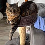 abyssinian, animal, architecture, armchair, barstool, building, cat, chair, couch, cushion, furniture, hardwood, homedecor, indoors, kitten, livingroom, manx, pet, room, wood