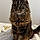 Myrtille