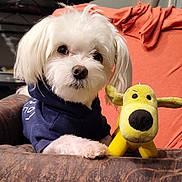 Pork Chop joined the competition — help win amazing prizes! animal, blanket, chair, companion, couch, cozy, cute, dog, fluffy, home, hoodie, indoor, pet, portrait, puppy, relaxing, soft_toy, stuffed_toy, white_dog, yellow_toy