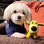 animal, blanket, chair, companion, couch, cozy, cute, dog, fluffy, home, hoodie, indoor, pet, portrait, puppy, relaxing, soft_toy, stuffed_toy, white_dog, yellow_toy