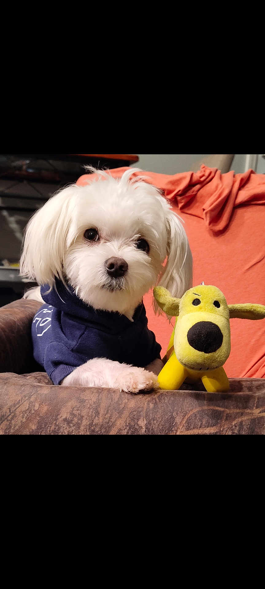 Pork Chop joined the competition — help win amazing prizes! animal, blanket, chair, companion, couch, cozy, cute, dog, fluffy, home, hoodie, indoor, pet, portrait, puppy, relaxing, soft_toy, stuffed_toy, white_dog, yellow_toy