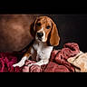 dog, basset_hound, puppy, animal, pet, portrait, floppy_ears, long_ears, brown_and_white, sitting, blanket, bed, indoor, studio_lighting, close_up, looking_at_camera, sad_expression, cute, fur, photography