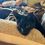 Willie is registered to the contest to win money with this photo: black_cat, cat, pet, animal, feline, golden_eyes, whiskers, pointed_ears, lying_down, lounging, couch, cushion, living_room, indoor, cozy, portrait, close_up, black_fur, home, relaxed