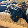black_cat, cat, pet, animal, feline, golden_eyes, whiskers, pointed_ears, lying_down, lounging, couch, cushion, living_room, indoor, cozy, portrait, close_up, black_fur, home, relaxed