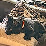 Willie joined the competition — help win amazing prizes! cat, black_cat, pet, feline, animal, collar, orange_collar, indoors, living_room, armchair, blanket, cushion, furniture, relaxed, lying_down, sitting, green_eyes, whiskers, cozy, portrait