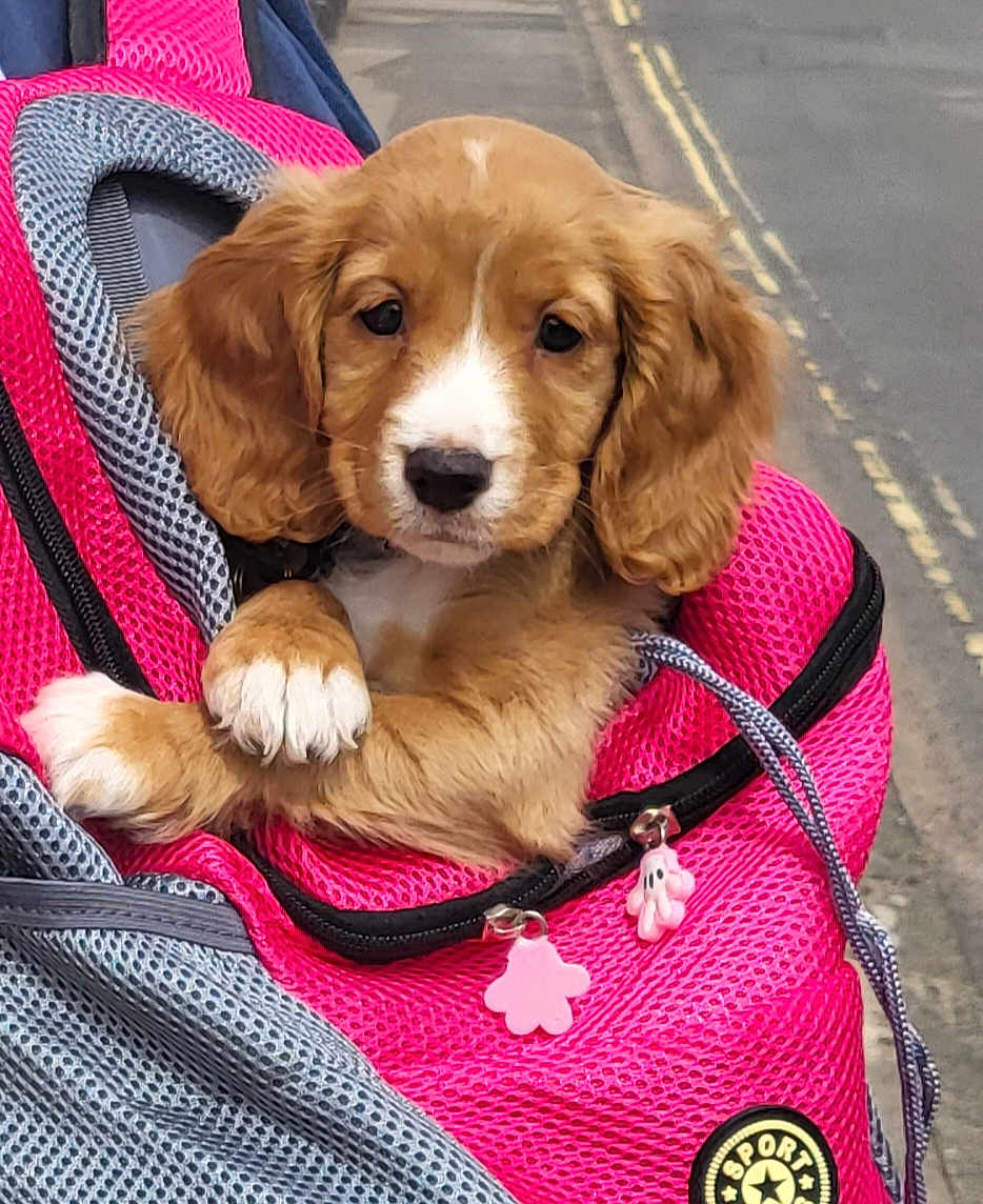 Milly