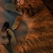 Evelyn Rose is registered to the contest to win money with this photo: cat, tabby, sleeping, cozy, bed, fur, animal, pet, relaxed, whiskers, paw, tail, indoor, mammal, cute, domestic, feline, resting, soft, striped