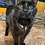 cat, black_cat, pet, whiskers, yellow_eyes, collar, charm, tail, paws, indoor, carpet, rug, basket, chair, closeup, portrait, curious, fur, domestic, home