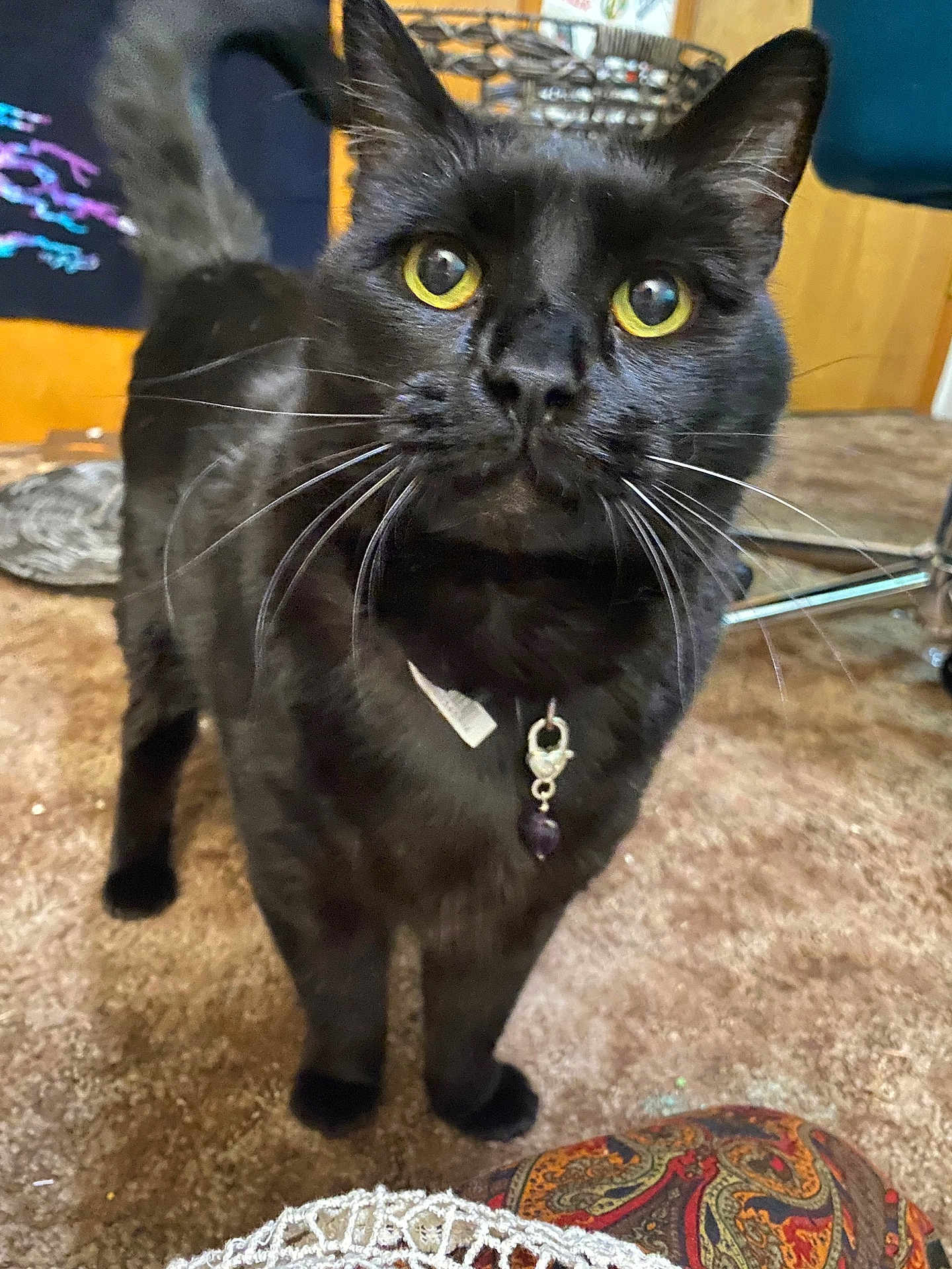 Sambo is registered to the contest to win money with this photo: cat, black_cat, pet, whiskers, yellow_eyes, collar, charm, tail, paws, indoor, carpet, rug, basket, chair, closeup, portrait, curious, fur, domestic, home