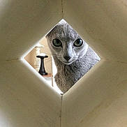 Wynter Blue is registered to the contest to win money with this photo: cat, gray_cat, feline, pet, green_eyes, whiskers, peeking, curious_expression, portrait, close_up, indoor, home_interior, furniture, lamp, diamond_shaped_hole, framed, stare, cozy, soft_lighting, minimalist