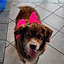 dog, brown_dog, pink_bow, pet, indoor, tiled_floor, tongue_out, looking_up, cute, animal, friendly, domestic_animal, fur, ears, nose, paw, tail, happy, companion, adorable