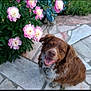 dog, flower, pink_flower, green_leaf, garden, stone_patio, happy, pet, outdoor, nature, smiling_dog, brown_dog, white_fur, plant, decorative_statue, blue_bird_statue, sunlight, daytime, closeup, animal