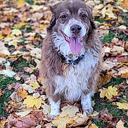 Tiego a rejoint le concours — aidez-le/la à gagner de superbes lots ! dog, autumn, leaves, outdoor, grass, brown, white, tongue_out, happy, fluffy, nature, season, fall, pet, animal, park, smiling, collar, cute, sitting