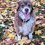 dog, autumn, leaves, outdoor, grass, brown, white, tongue_out, happy, fluffy, nature, season, fall, pet, animal, park, smiling, collar, cute, sitting