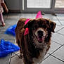 dog, indoor, tile_floor, pink_ribbon, happy_dog, pet, smiling, brown_fur, white_fur, animal, child, blurred_background, home, window, natural_light, playful, domestic, cute, pet_accessory, family
