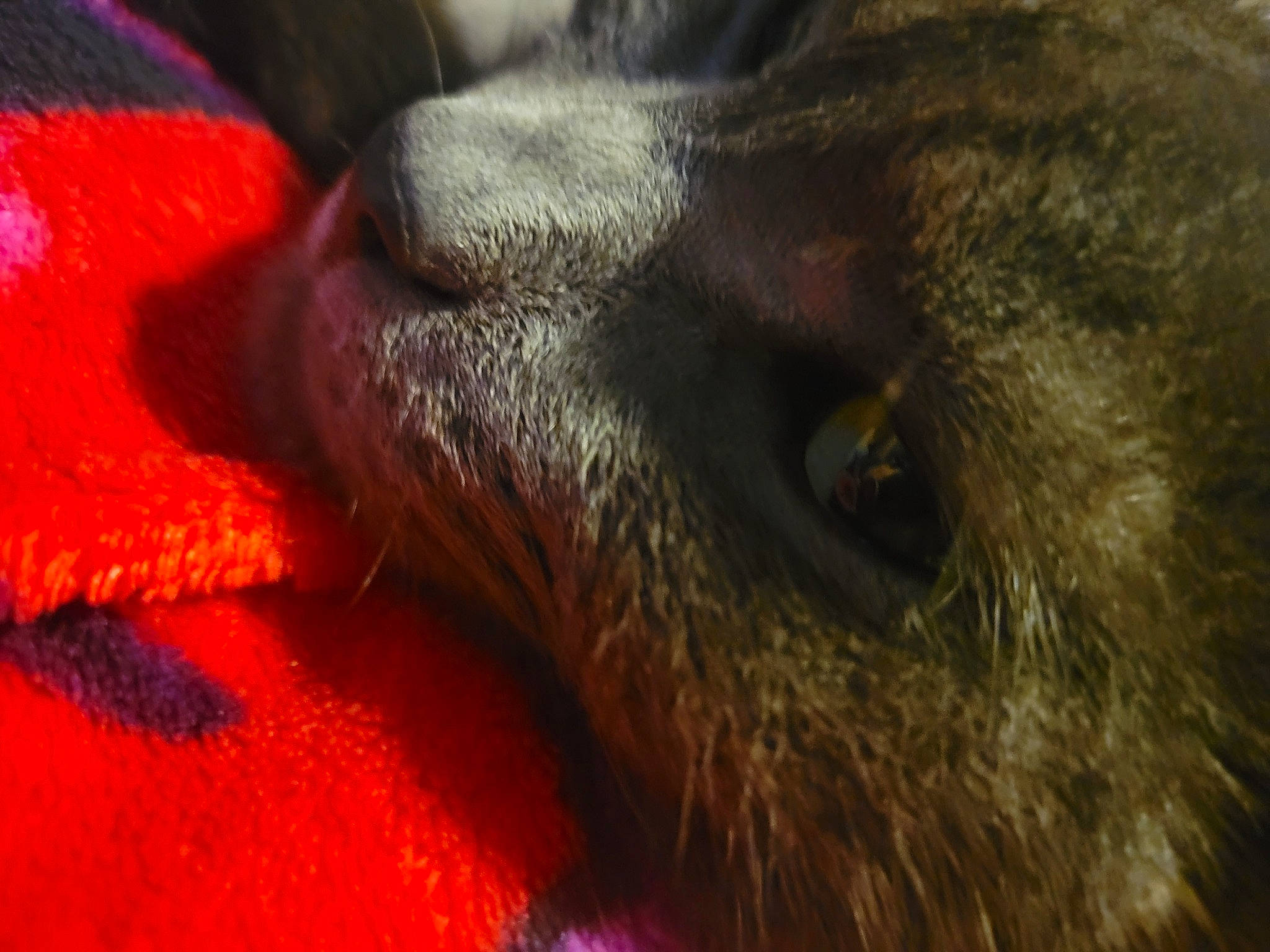 Aiko is registered to the contest to win money with this photo: brown, canidae, carmine, carnivore, close_up, dog_breed, fawn, felidae, fur, human_leg, liver, macro_photography, small_to_medium_sized_cats, snout, sporting_group, terrestrial_animal, whiskers, wildlife, working_animal, wrinkle