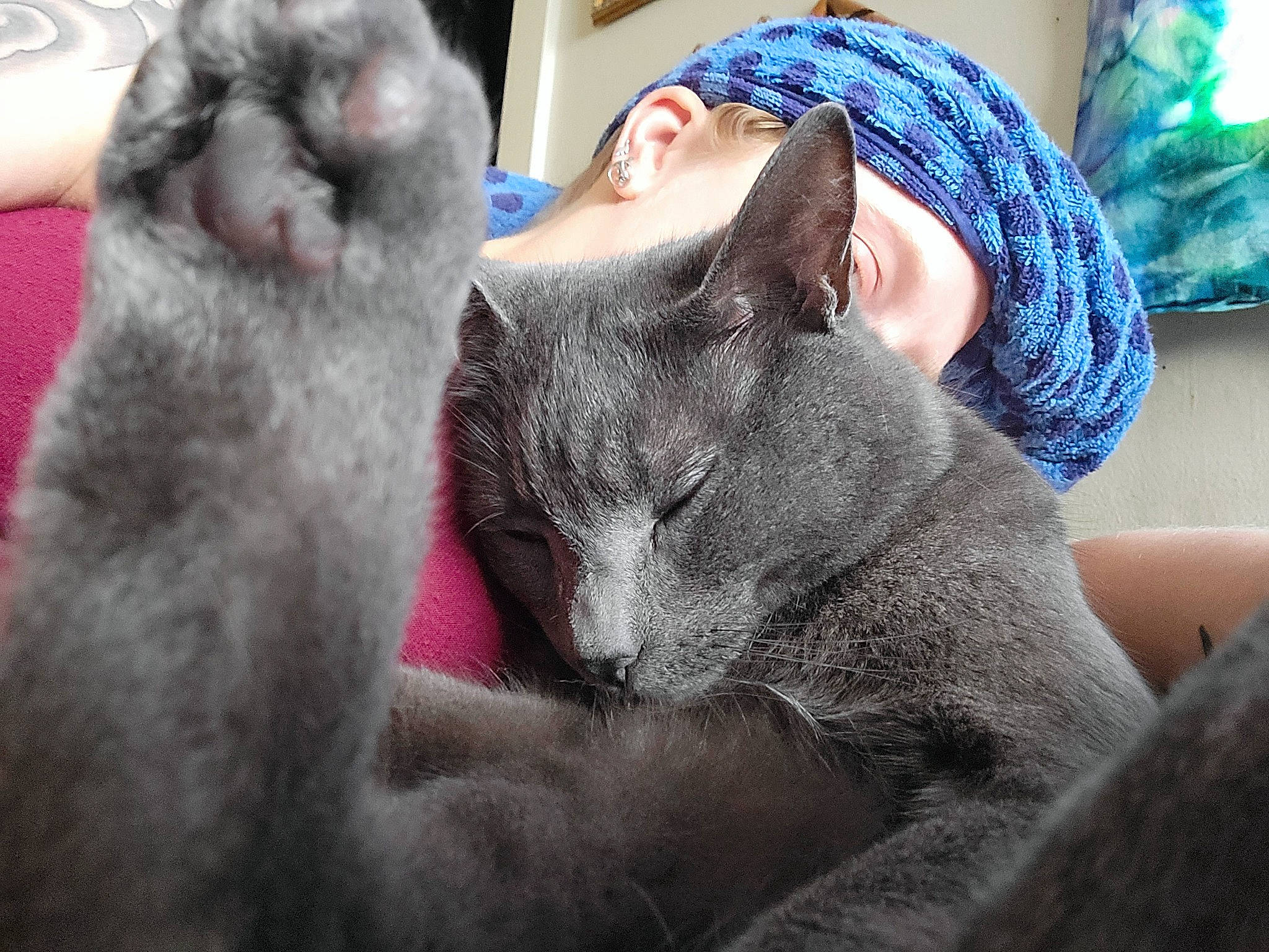Aiko is registered to the contest to win money with this photo: carnivore, cat, chartreux, claw, comfort, domestic_short_haired_cat, ear, felidae, fur, gesture, grey, mammal, nap, russian_blue, sitting, sleep, small_to_medium_sized_cats, snout, vertebrate, whiskers