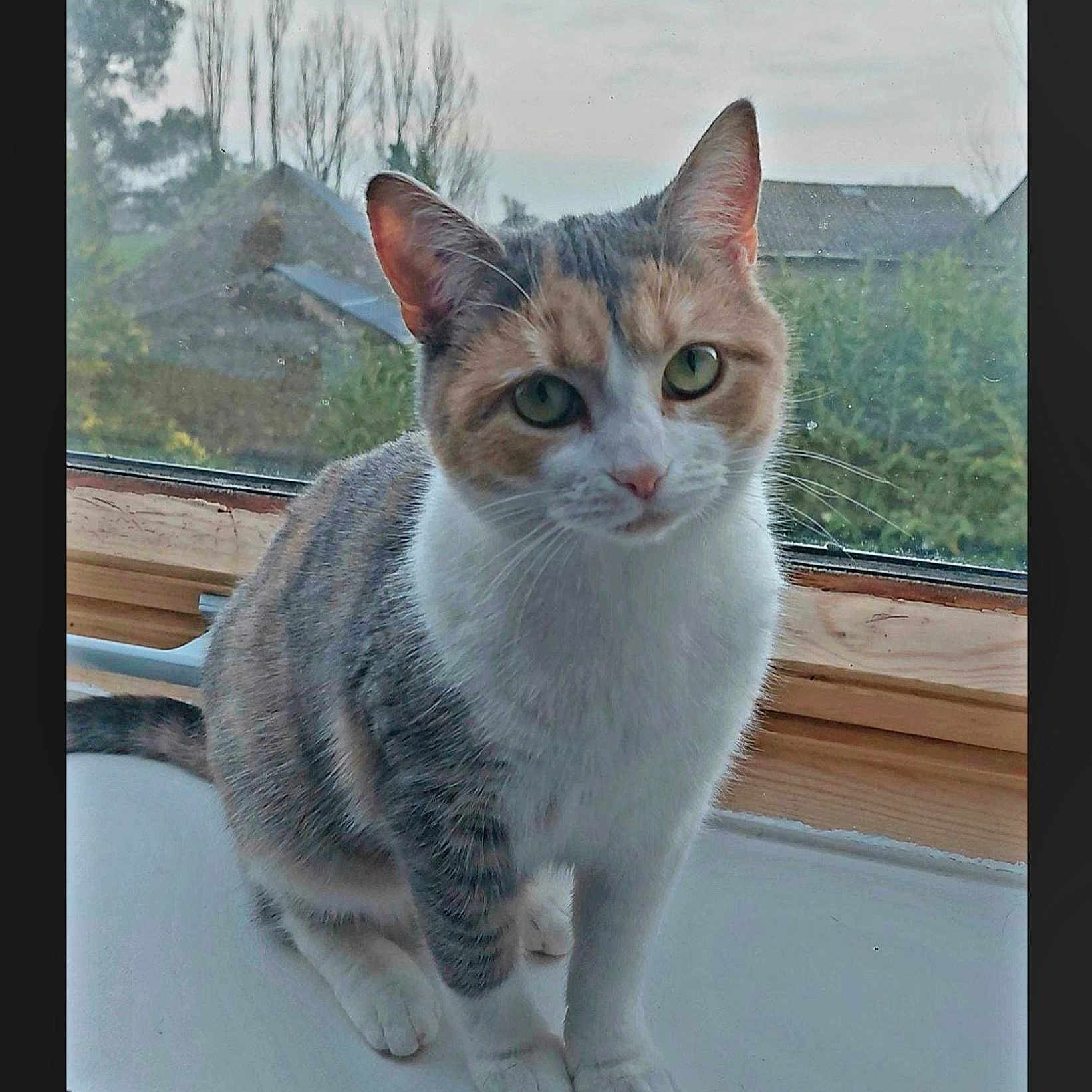 Tayzi participe au concours pour gagner de l'argent avec cette photo : animal, calico, cat, closeup, curious, daylight, domestic_cat, ears, feline, fur, green_eyes, house, indoor, nature, pet, quiet, sitting, whiskers, window, windowsill