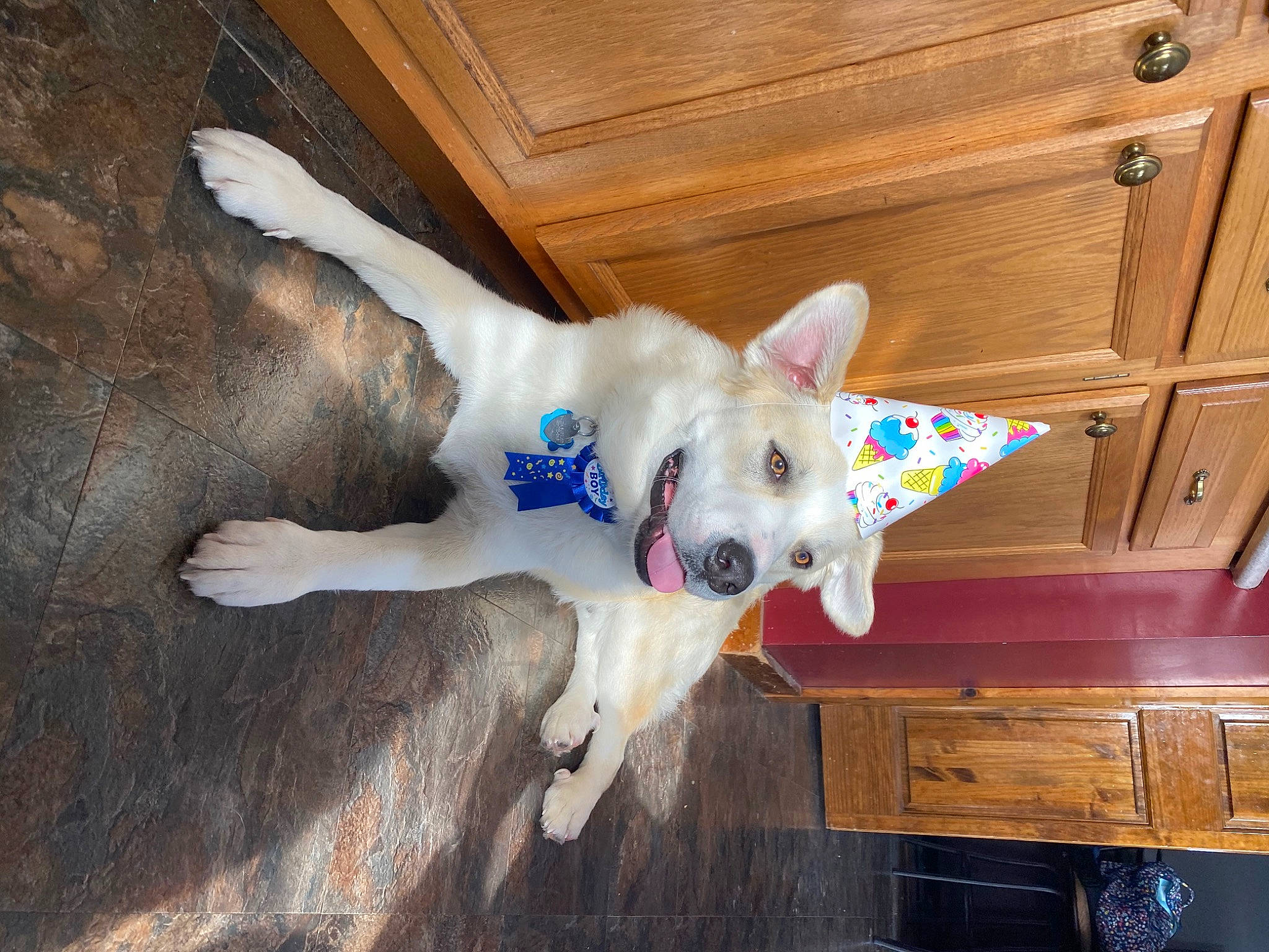 Hades joined the competition — help win amazing prizes! cabinetry, canidae, carnivore, collar, companion_dog, dog, dog_breed, dog_supply, fawn, felidae, flooring, fur, hardwood, snout, sporting_group, tail, whiskers, wood, wood_stain, working_animal