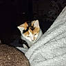cat, calico_cat, kitten, pet, animal, fur, white_fur, orange_fur, black_fur, face, eyes, ears, whiskers, blanket, fuzzy, cozy, indoors, christmas_tree, sleepy, portrait