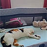 Stella a rejoint le concours — aidez-le/la à gagner de superbes lots ! cat, calico_cat, sleeping, lying_down, pet, animal, indoor, playpen, baby_furniture, nursery, window, curtains, plush_toy, bunny, blanket, soft_surface, relaxed, resting, home, daylight