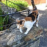 cats, calico_cat, gray_cat, animal, pets, outdoor, sunlight, stone_wall, garden, fence, railing, wooden_fence, greenery, grass, pavement, standing, sitting, tail, whiskers, photography