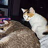 cats, kitten, sleeping_cat, curious_cat, white_cat, orange_cat, gray_cat, calico, pet, feline, animal, fur, whiskers, ears, indoor, home, blanket, cuddling, resting, portrait