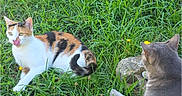 Stella a rejoint le concours — aidez-le/la à gagner de superbes lots ! animal_portrait, animals, calico_cat, cat_interaction, cats, ears, feline, field, fur, grass, gray_cat, greenery, nature, outdoors, pets, phone_screenshot, sitting, standing, whiskers, wildflowers