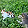 Stella a rejoint le concours — aidez-le/la à gagner de superbes lots ! cats, calico_cat, gray_cat, animals, grass, field, outdoors, nature, wildflowers, greenery, feline, pets, sitting, standing, animal_portrait, cat_interaction, fur, ears, whiskers, phone_screenshot
