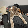 cat, cats, sleeping, relaxed, sprawled, front_paws, armchair, sofa, living_room, indoor, pet, fur, calico, tabby, gray_cat, orange_fur, white_fur, pillow, remote_control, tinsel