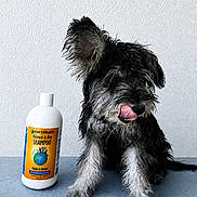 Emma is registered to the contest to win money with this photo: dog, wet_fur, licking, bottle, shampoo, earthbath, oatmeal, aloe, vanilla, almond, pet_care, indoor, floor, wall, black_and_white, sitting, tongue, canine, fur, animal