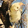 animal, blue_sky, branches, cat, climbing, close_up, curious, green_eyes, leaves, looking_down, nature, outdoor, pet, portrait, sunlight, tree, tree_trunk, whiskers, white_cat, woodland