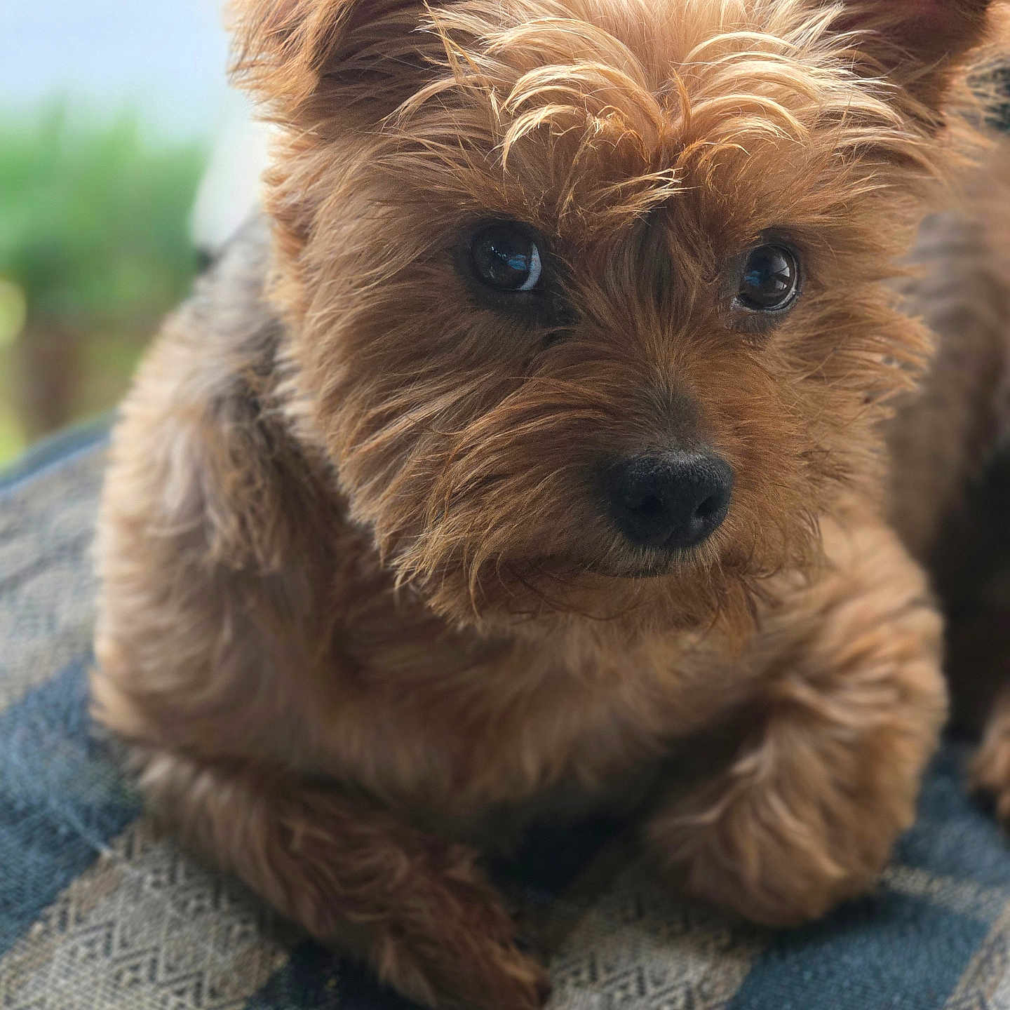 Maxwell joined the competition — help win amazing prizes! affenpinscher, airedale, animal, canine, couch, dog, furniture, pet, poodle, puppy, terrier, whitedog