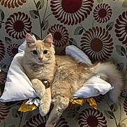 Teddy is registered to the contest to win money with this photo: cat, kitten, pet, basket, pillow, cushion, fluffy_tail, ears, paws, upholstery, floral_pattern, chair, indoor, cozy, living_room, looking_at_camera, cream_fur, metallic_object, relaxed, portrait