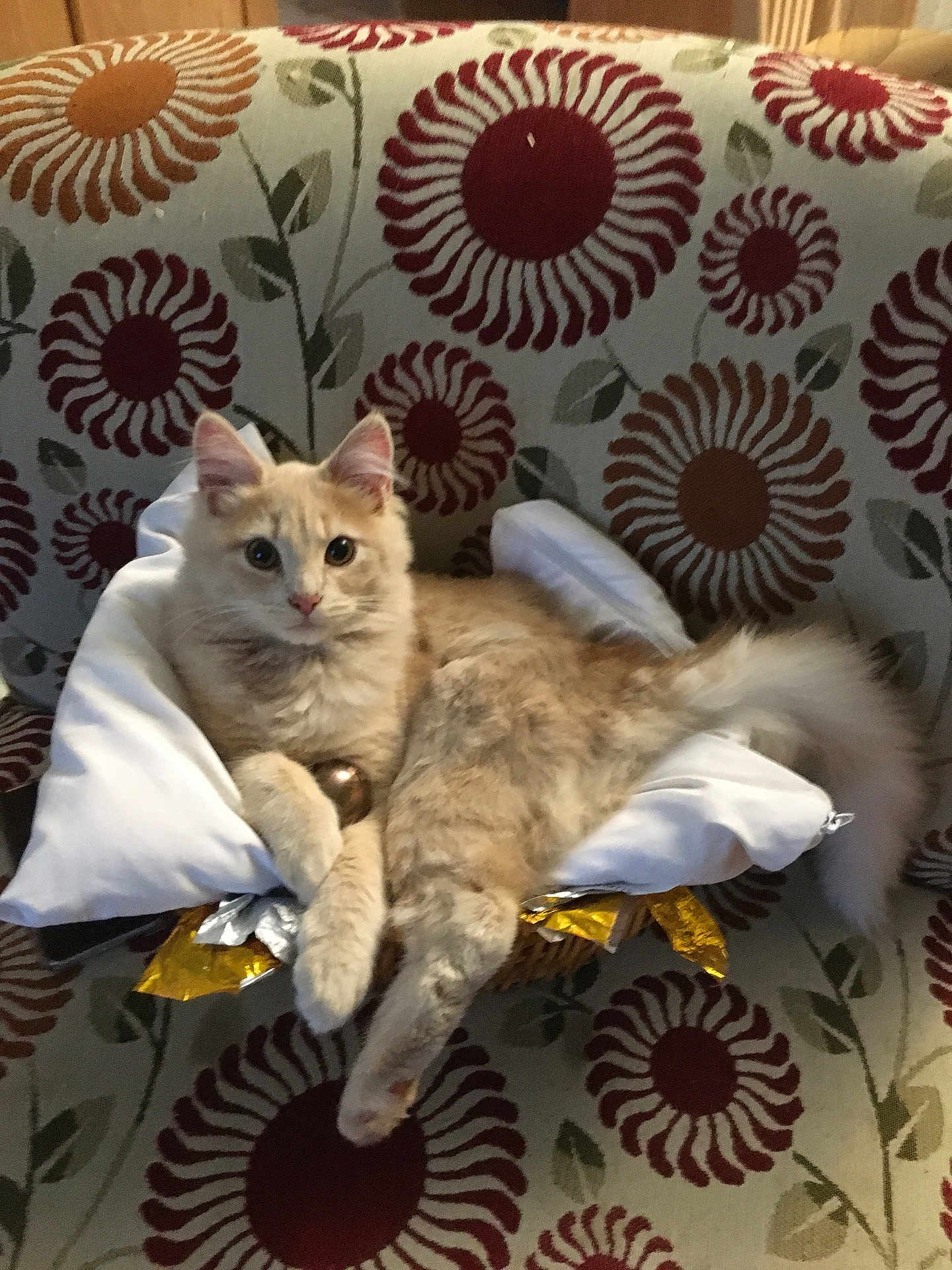 Teddy is registered to the contest to win money with this photo: cat, kitten, pet, basket, pillow, cushion, fluffy_tail, ears, paws, upholstery, floral_pattern, chair, indoor, cozy, living_room, looking_at_camera, cream_fur, metallic_object, relaxed, portrait
