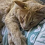 cat, sleeping, ginger_cat, fur, whiskers, paw, close_up, indoor, blanket, bedding, cozy, nap, pet, domestic_animal, portrait, muzzle, relaxed, textile, human_clothing, nose