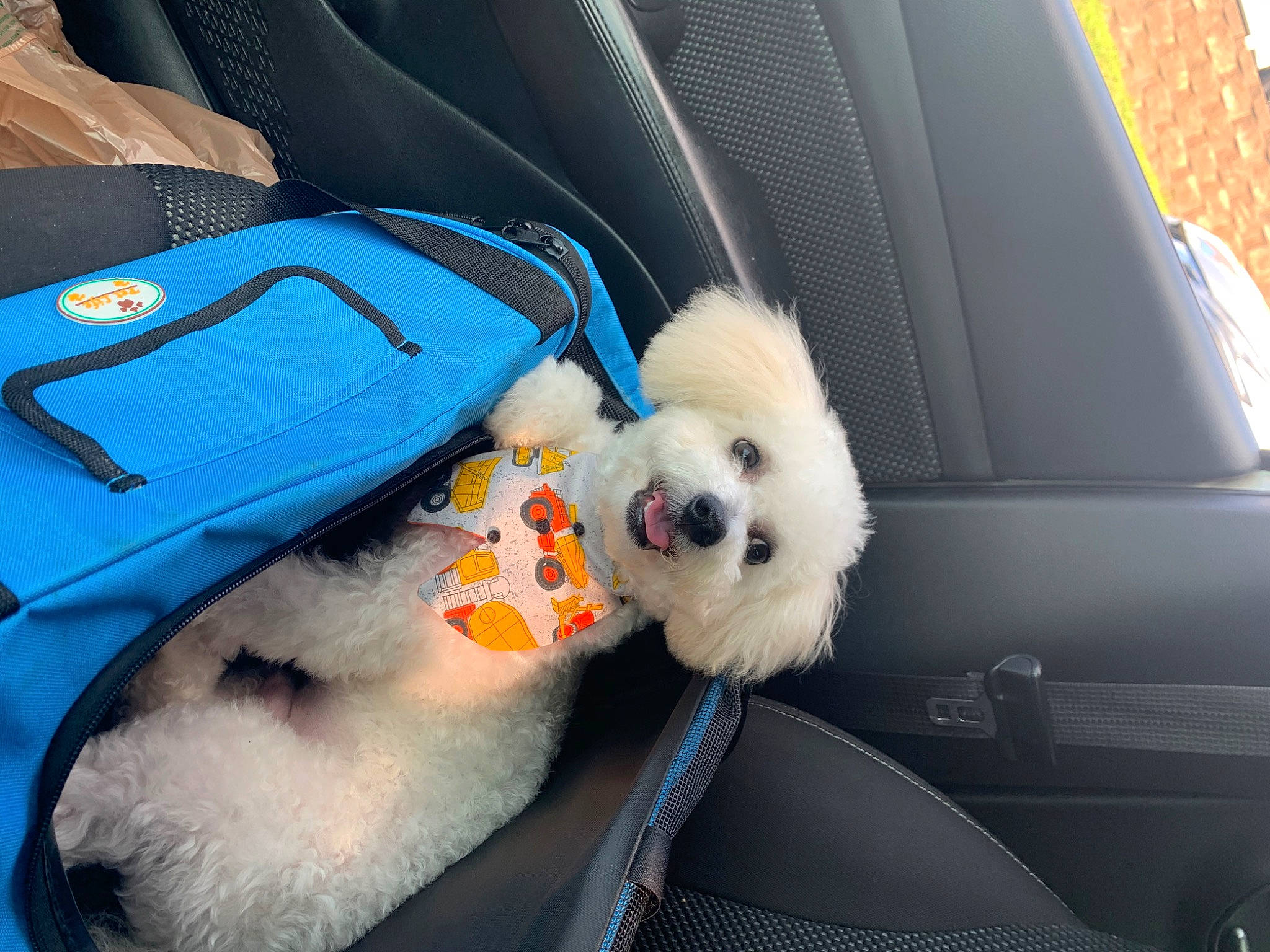 Marlin is registered to the contest to win money with this photo: bichon, bichon_frise, bolognese, canidae, car_seat, carnivore, cavachon, companion_dog, dog, dog_breed, maltepoo, maltese, miniature_poodle, non_sporting_group, pomeranian, poodle, puppy, schnoodle, toy_dog, toy_poodle
