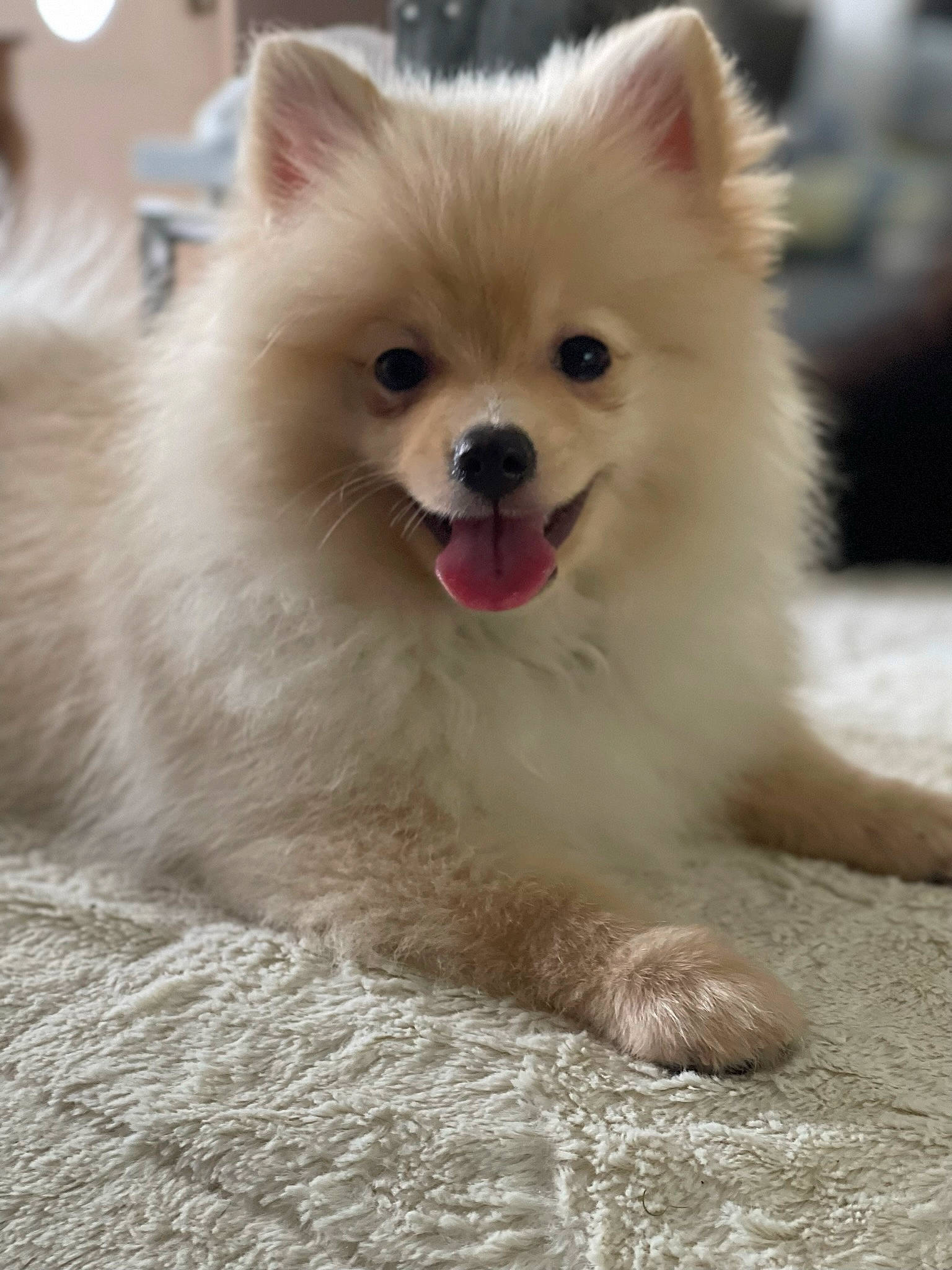 Bailey joined the competition — help win amazing prizes! biting, canidae, carnivore, companion_dog, dog, dog_breed, dog_supply, fawn, fur, german_spitz, german_spitz_klein, japanese_spitz, snout, spitz, sporting_group, terrestrial_animal, toy_dog, volpino_italiano, whiskers, working_animal