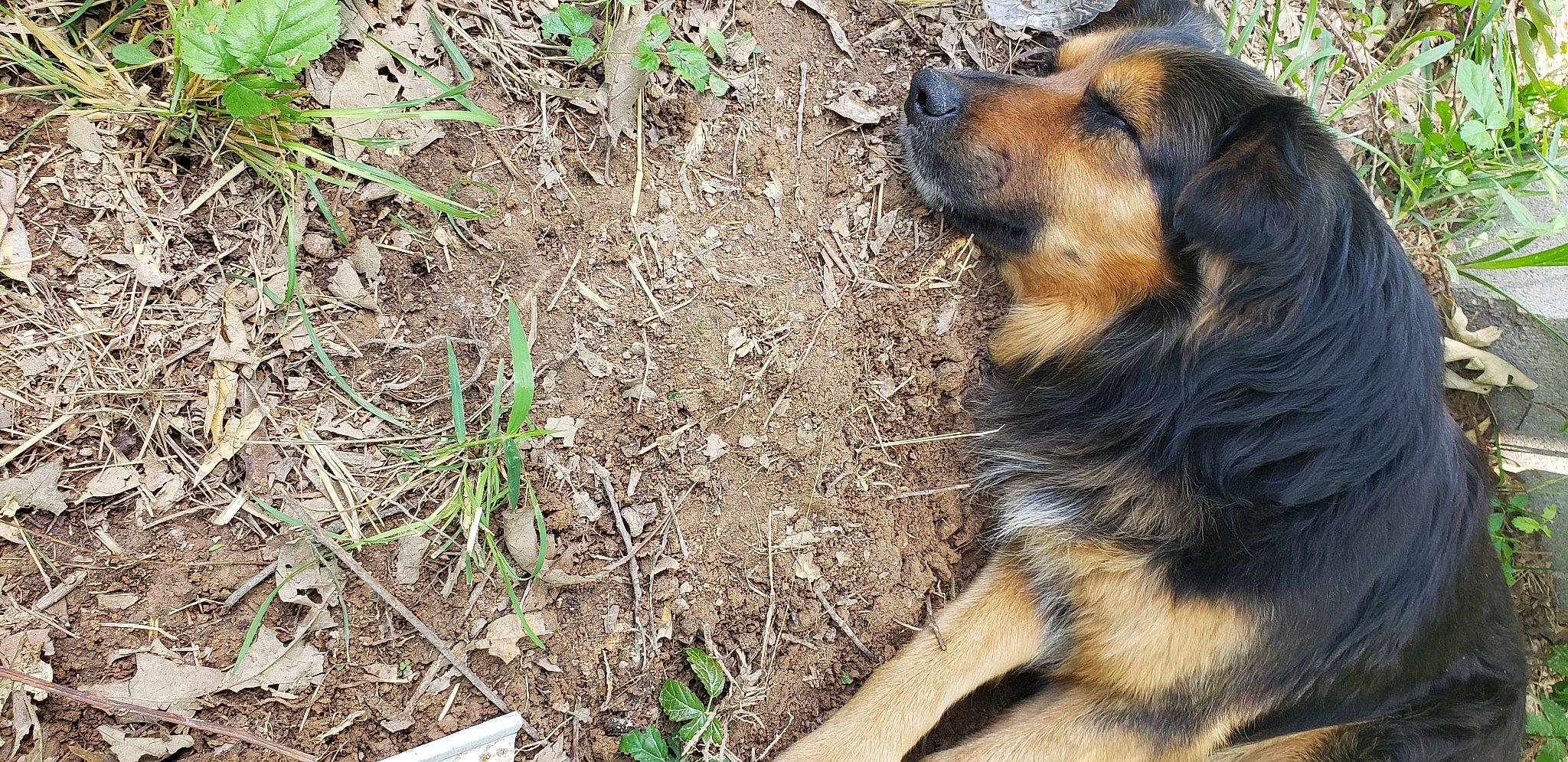 Otis is registered to the contest to win money with this photo: canidae, carnivore, companion_dog, dog, dog_breed, fawn, fur, grass, herding_dog, organism, plant, snout, soil, sporting_group, terrestrial_animal, whiskers, wildlife, working_dog