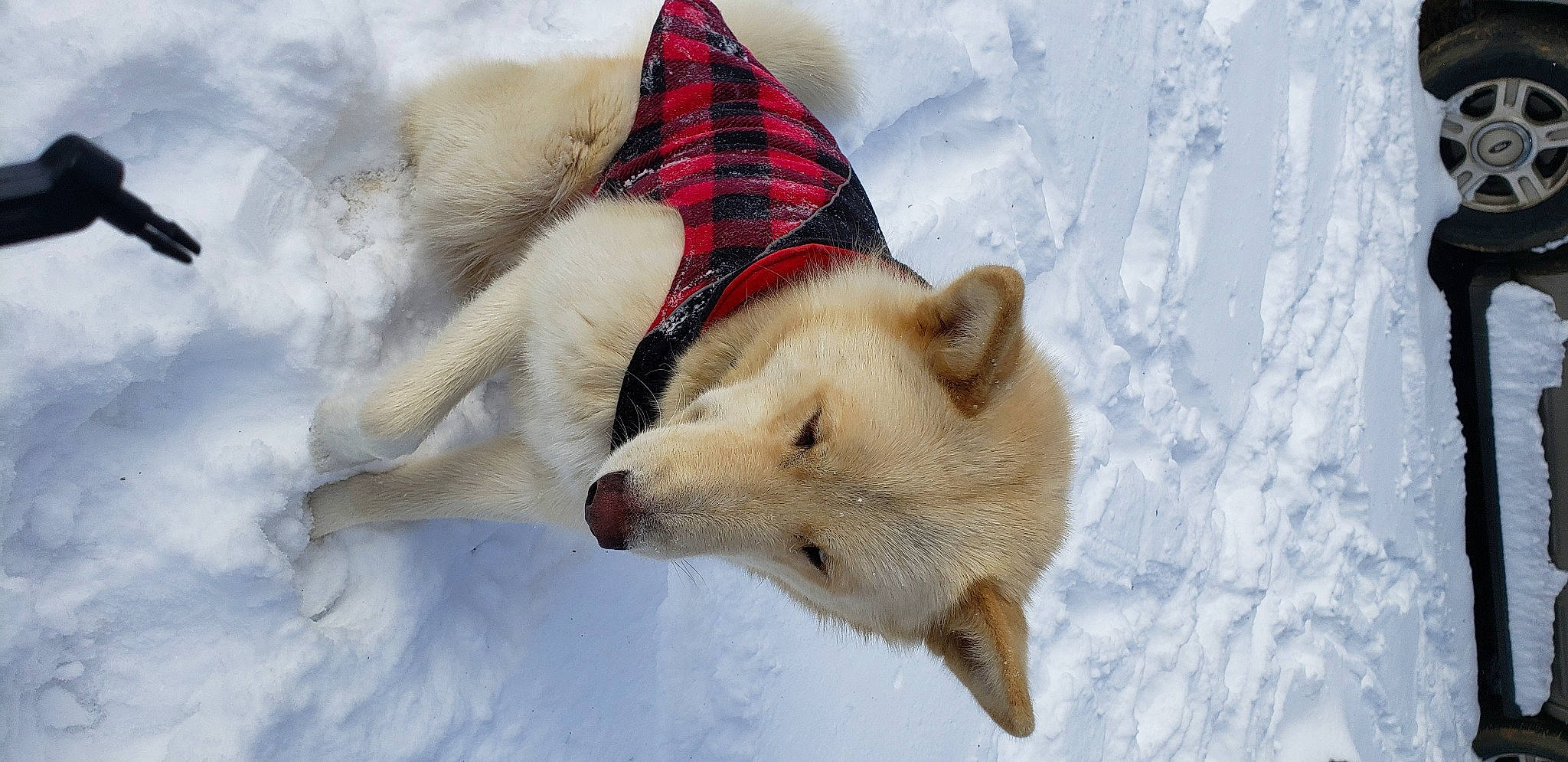 Norman is registered to the contest to win money with this photo: canidae, carnivore, collar, companion_dog, dog, dog_breed, dog_supply, fawn, freezing, fur, glacial_landform, ice_cap, playing_in_the_snow, snout, snow, spitz, sporting_group, tail, wildlife, winter