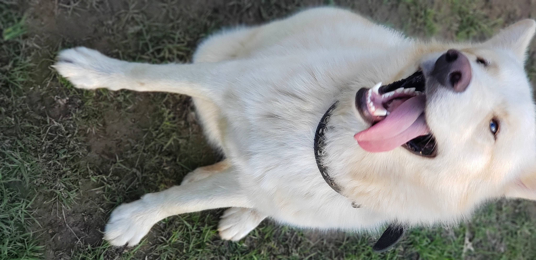 Norman joined the competition — help win amazing prizes! carnivore, collar, companion_dog, dog, dog_breed, dog_collar, fang, fawn, felidae, fur, grass, happy, mammal, paw, sporting_group, tail, terrestrial_animal, vertebrate, whiskers, yawn
