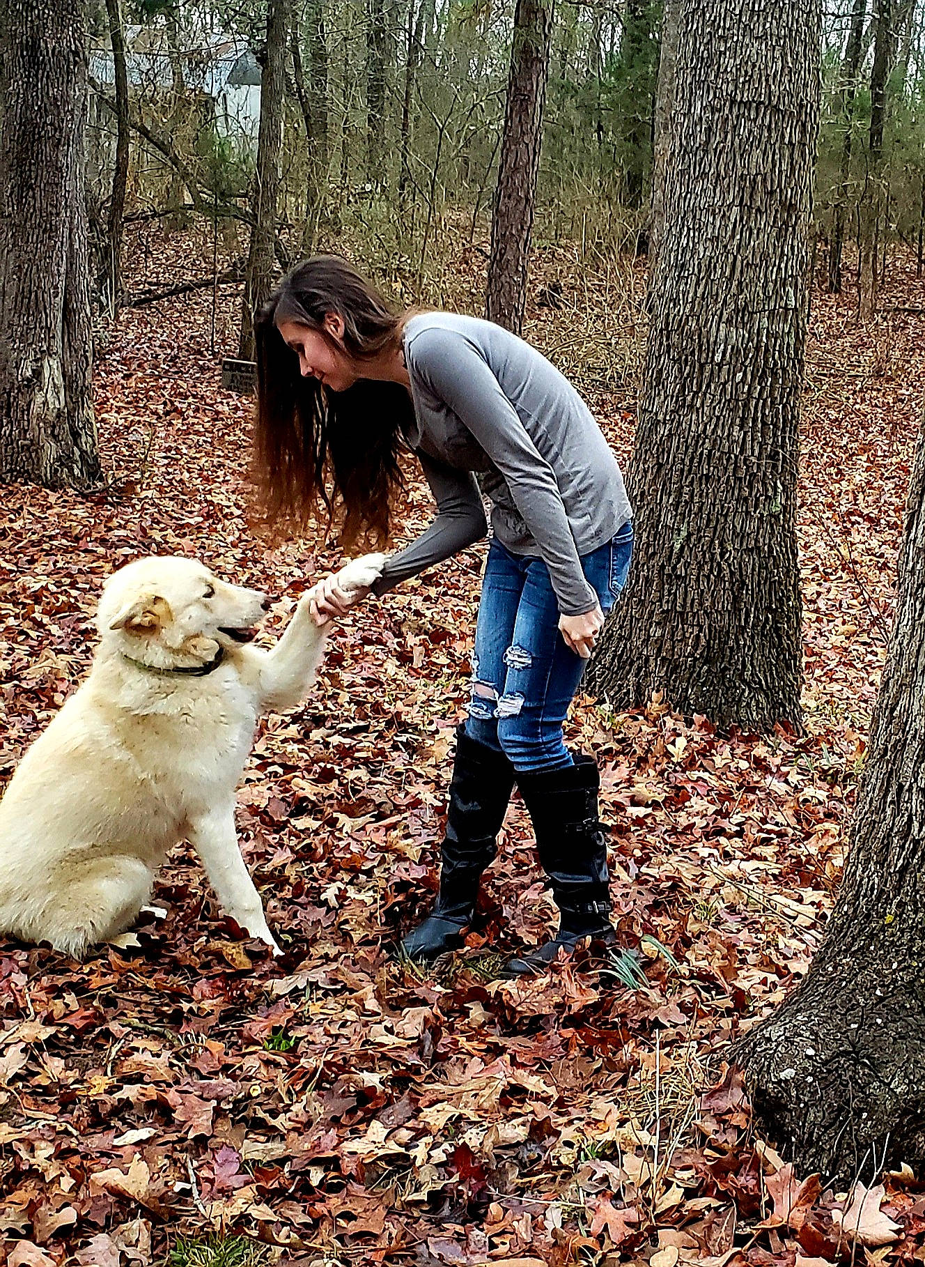 Norman joined the competition — help win amazing prizes! carnivore, companion_dog, dog, dog_breed, dog_hiking, fawn, forest, grass, leaf, mammal, natural_landscape, people_in_nature, plant, soil, temperate_broadleaf_and_mixed_forest, tree, trunk, walking, wood, woodland