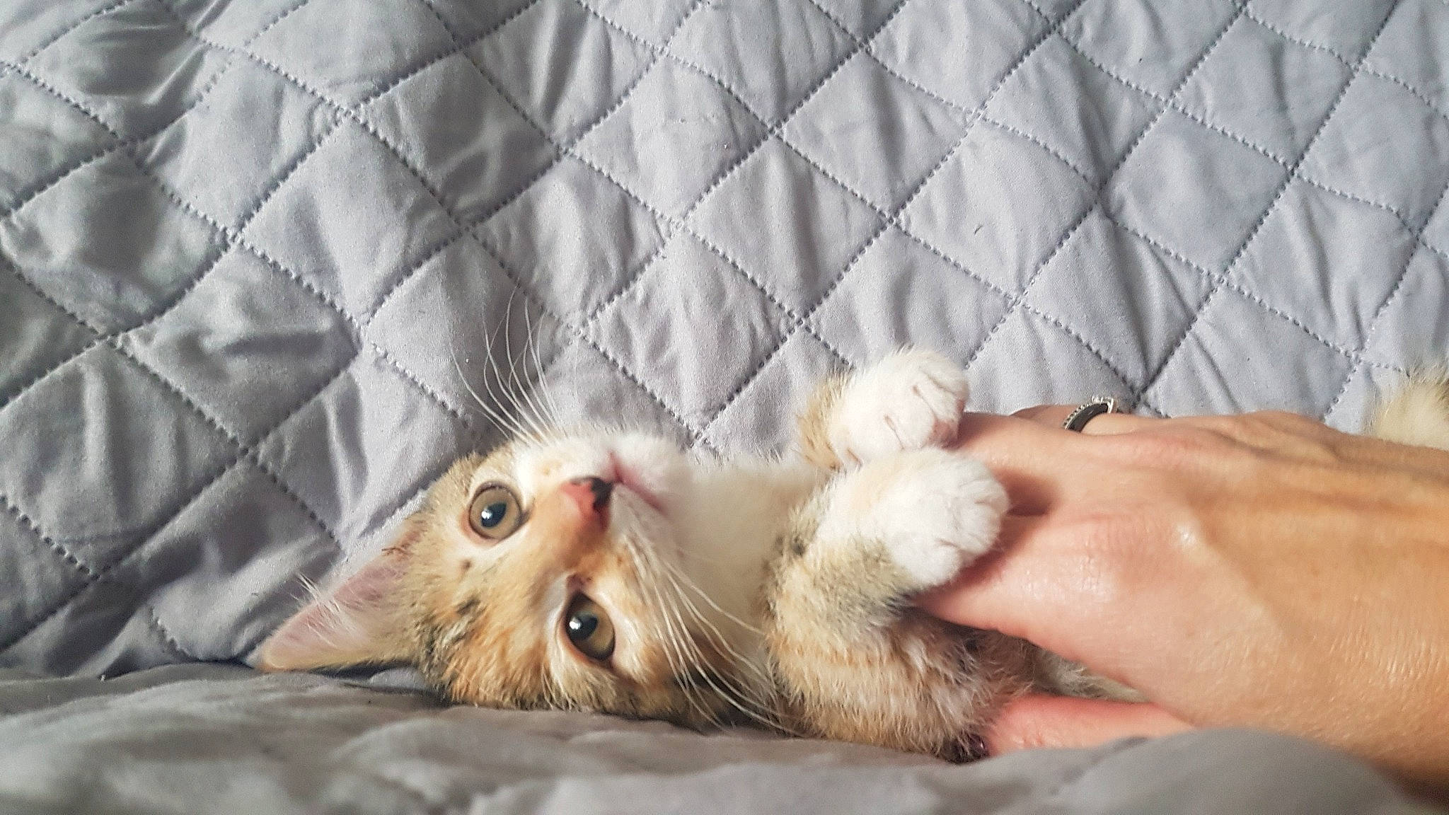 Bonnie participe au concours pour gagner de l'argent avec cette photo : british_longhair, british_semi_longhair, carnivore, cat, claw, domestic_long_haired_cat, fawn, felidae, fur, kitten, mammal, munchkin, ragamuffin, singapura, small_to_medium_sized_cats, snout, whiskers