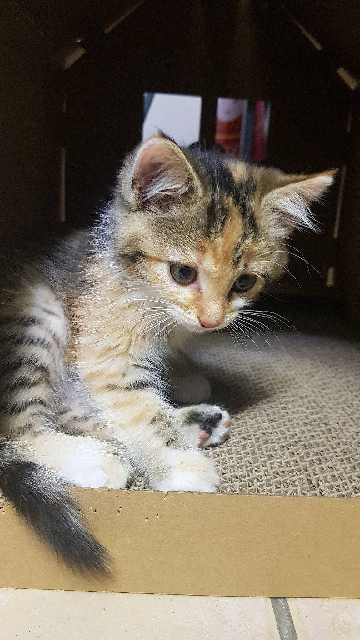 Bonnie participe au concours pour gagner de l'argent avec cette photo : aegean_cat, american_shorthair, american_wirehair, asian, carnivore, cat, domestic_short_haired_cat, dragon_li, egyptian_mau, european_shorthair, fawn, felidae, kitten, mammal, ojos_azules, small_to_medium_sized_cats, snout, tabby_cat, vertebrate, whiskers