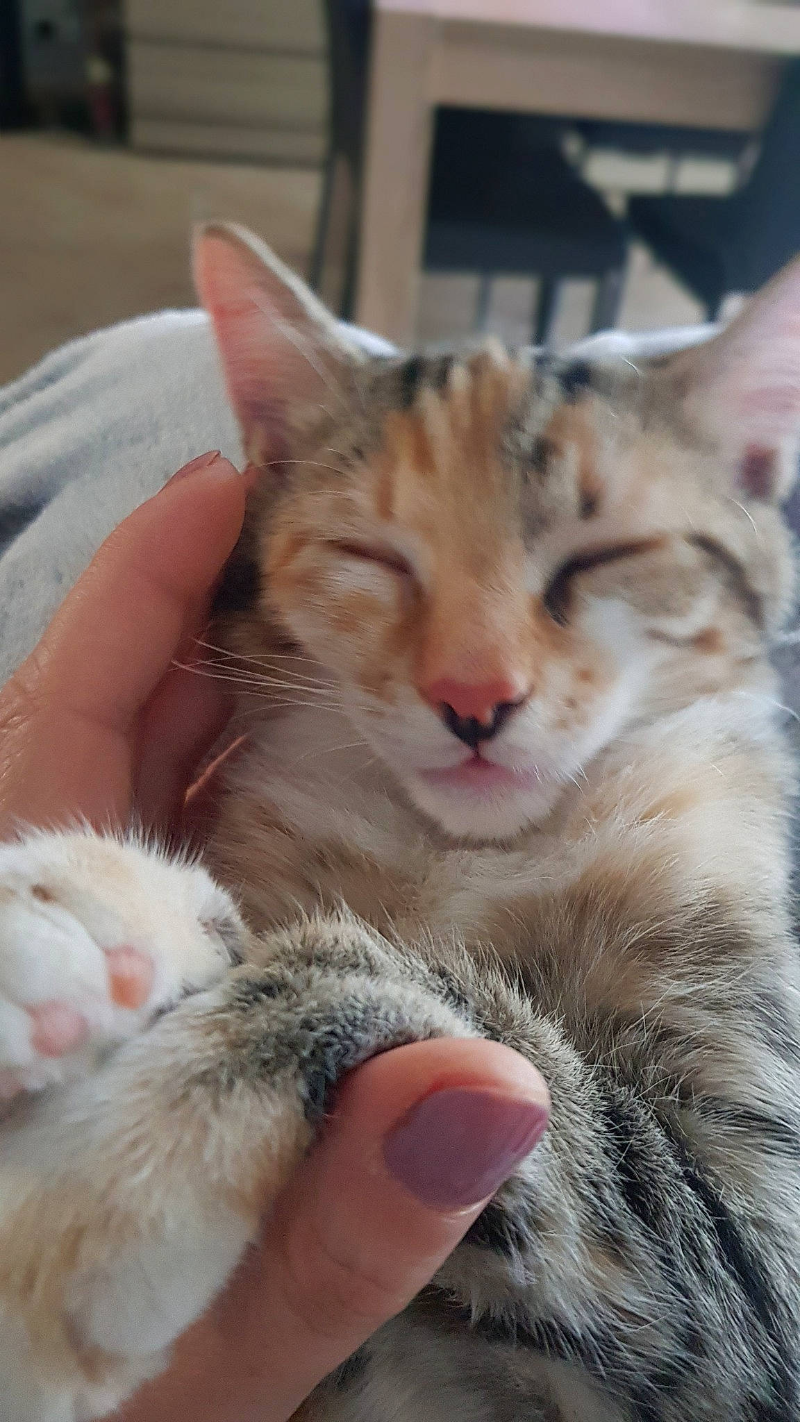 Bonnie a rejoint le concours — aidez-le/la à gagner de superbes lots ! aegean_cat, american_shorthair, american_wirehair, asian, carnivore, cat, claw, domestic_short_haired_cat, dragon_li, european_shorthair, fawn, felidae, kitten, mammal, oriental_longhair, polydactyl_cat, small_to_medium_sized_cats, snout, tabby_cat, whiskers