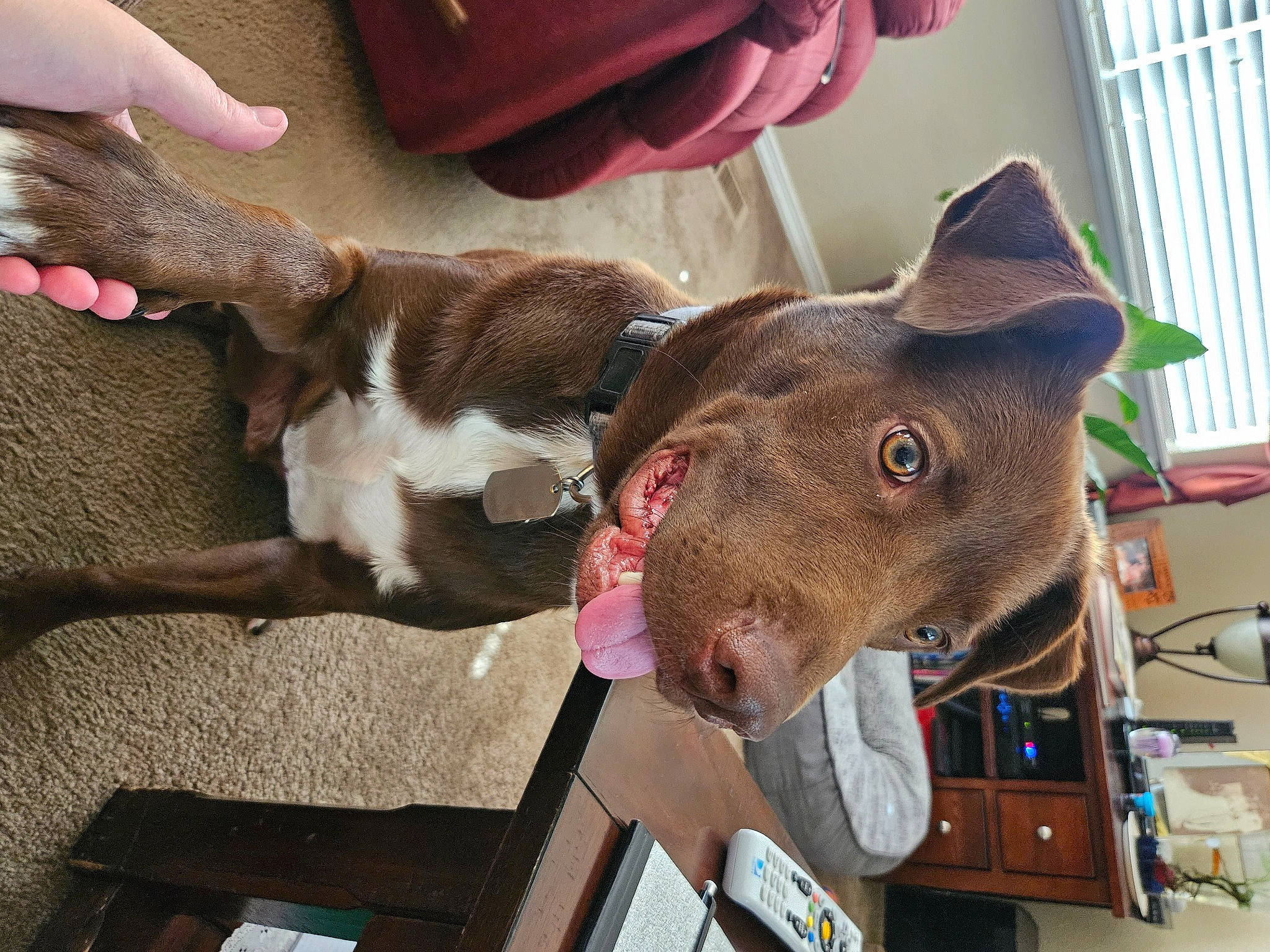 Howie is registered to the contest to win money with this photo: canidae, carnivore, collar, companion_dog, dog, dog_breed, dog_collar, dog_supply, ear, fashion_accessory, fawn, felidae, hat, liver, pet_supply, snout, sporting_group, tail, whiskers, working_animal